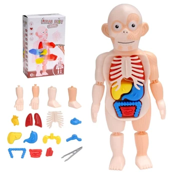 1Set Interaktyvus ABS Anatomija 3D Puzzle Žaidimas su Anatomija Organų Blokai Žaislų Krūvas Blokuoti Dėlionės Nustatyti Mokymo įranga